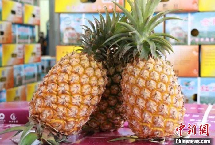 金融活水润泽菠萝产业 广东金融机构助力菠萝产销两旺
