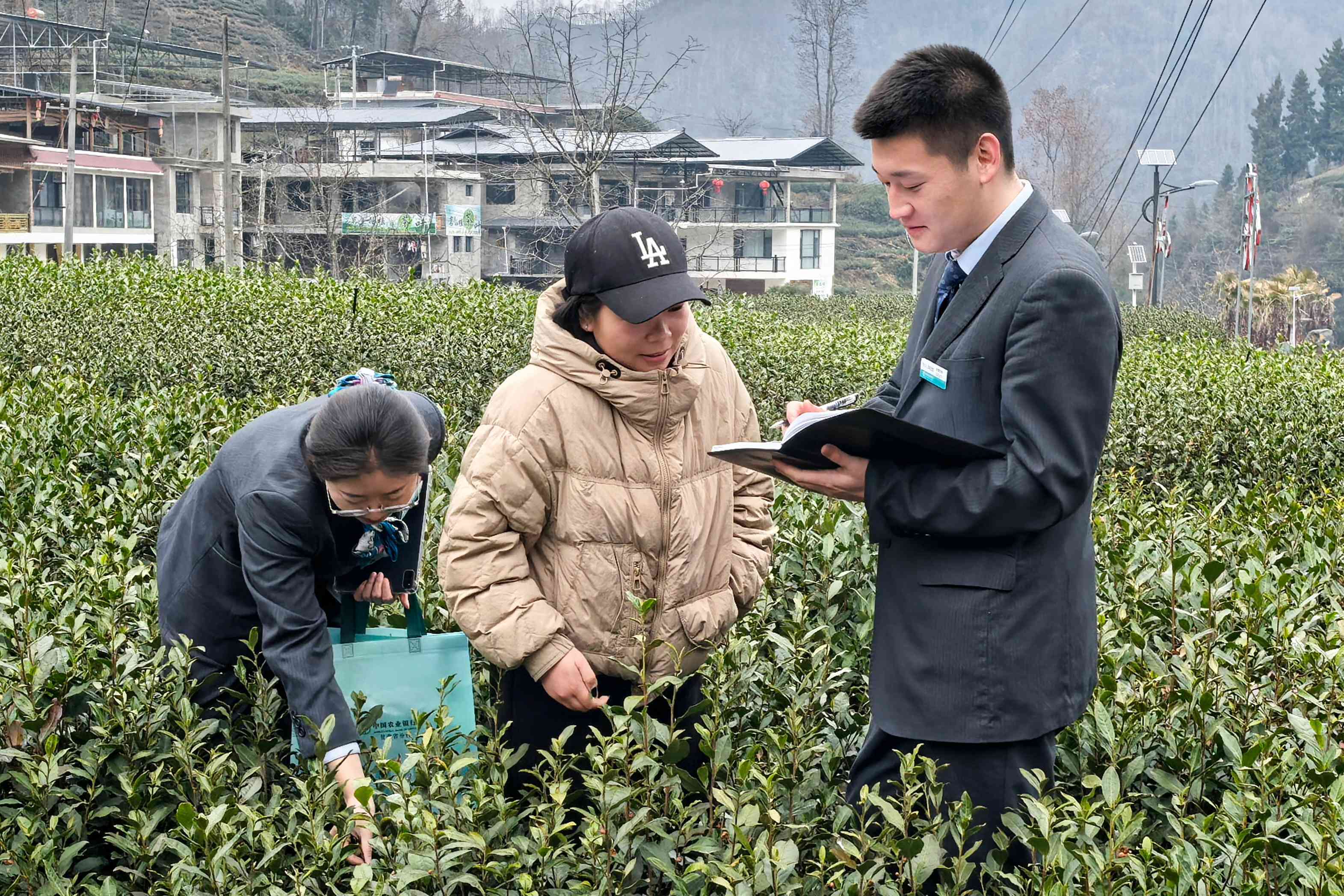 农行文县支行：金融活水润沃野 茶香四溢产业兴