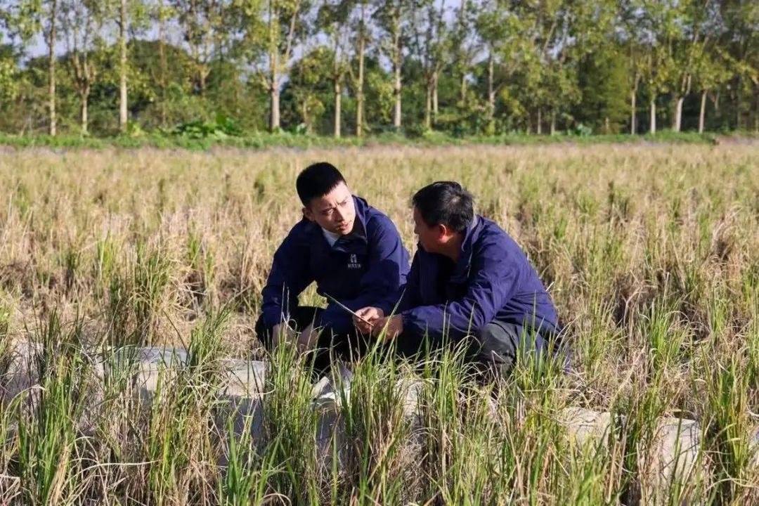 “百千万”珠海故事 | 澳青林霖：金融白领改行走上“兴农路”